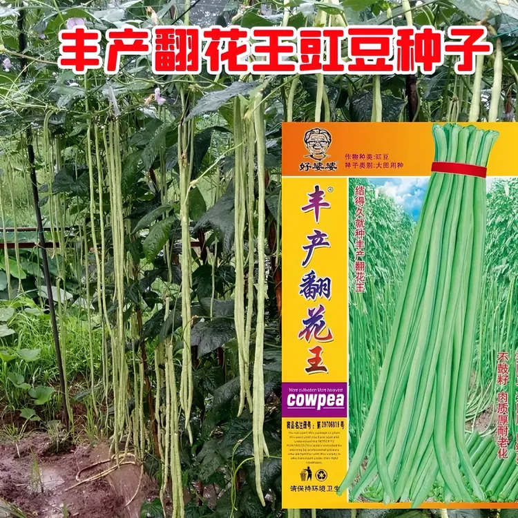 丰产翻花王豇豆种子绿白条长豆角种子绿白色豇豆种子夏秋蔬菜种子