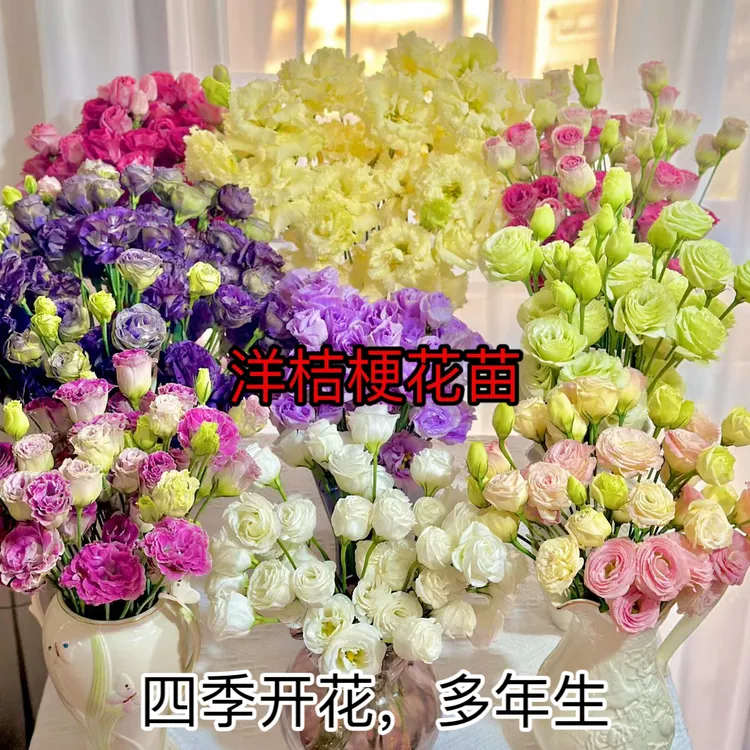 云南正宗高杆切花重瓣洋桔梗多年生三个月开花易养室内室外种植