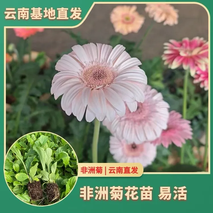 云南非洲菊大花苗盆栽太阳花扶郎花四季开花绿植花卉阳台庭院易活