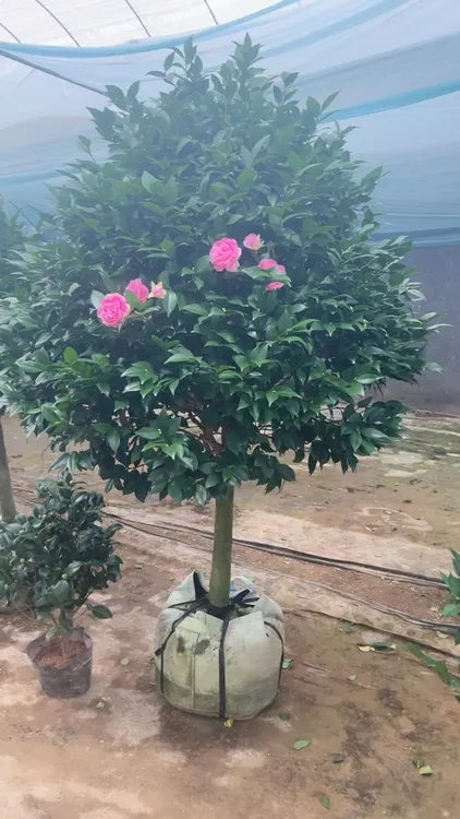 山茶花香妃老桩带花苞室内开花浓香型耐寒耐热好养花卉盆栽绿植