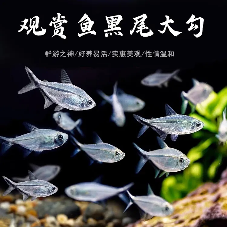 黑尾大勾观赏鱼群游灯科鱼淡水热带鱼草缸小型活体好养新手耐活