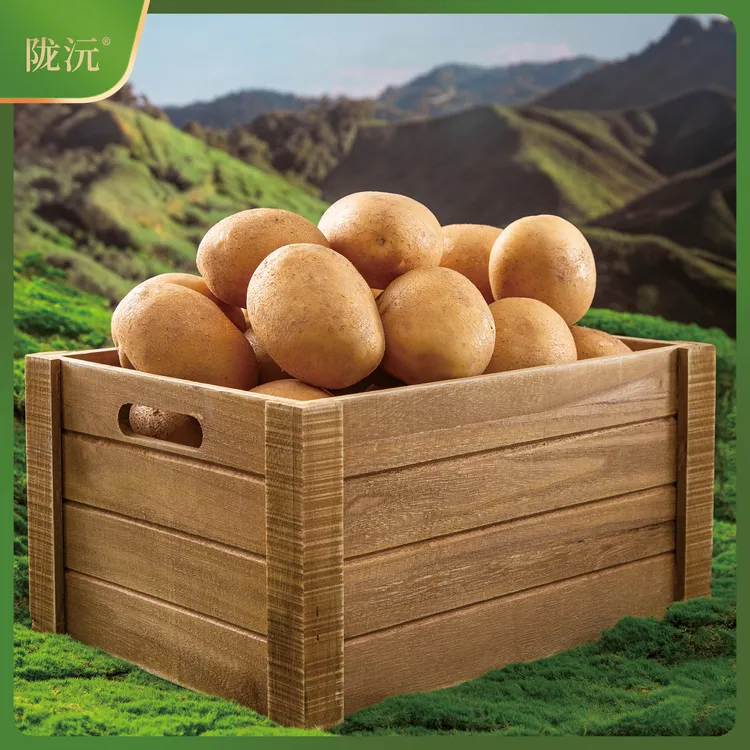 甘肃定西土豆当季现挖旱沙地粗麻皮黄芯粉糯面沙