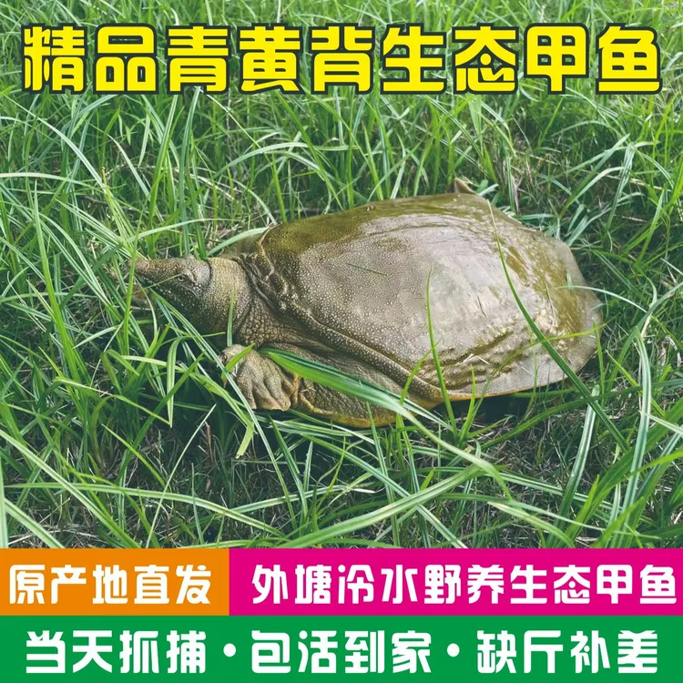 【公鳖】浙江嘉兴外塘冷水生态青黄背黄沙鳖鲜活甲鱼