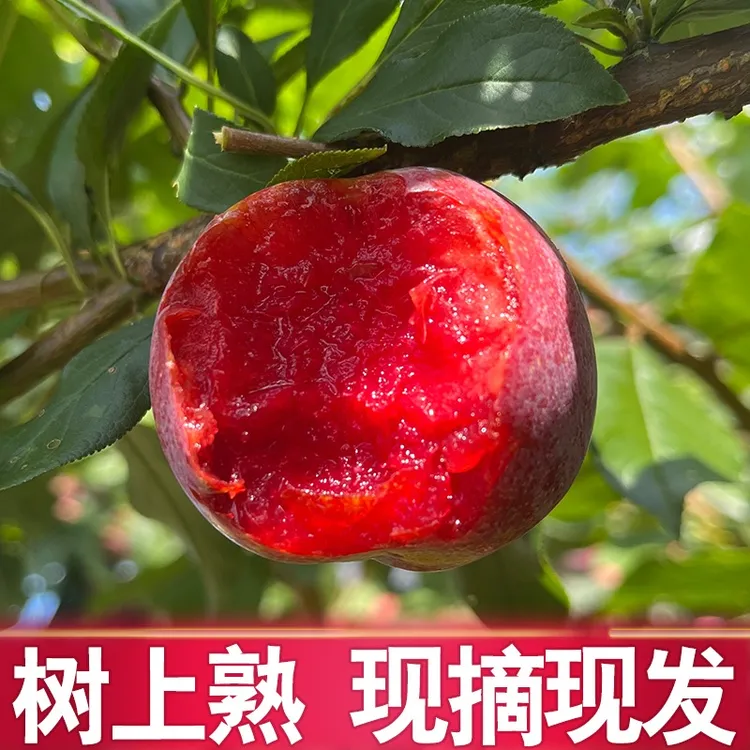 福建屏南高山芙蓉李三华李桃型新鲜红心李5斤
