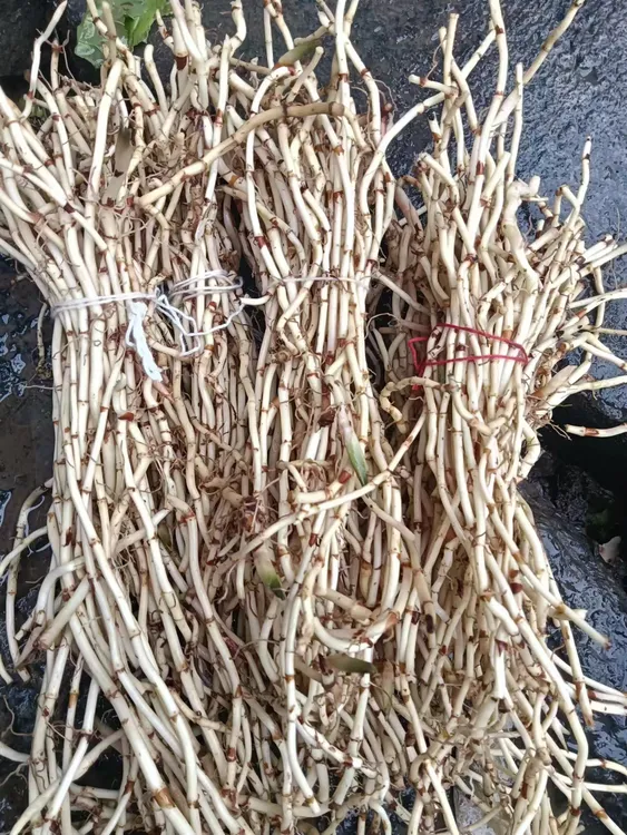 贵州野生折耳根，又名鱼腥草，现挖现发没洗1000g