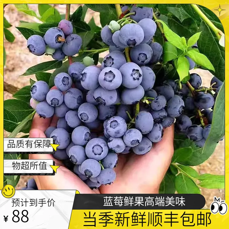 大果蓝莓鲜果新鲜高端水果当季蓝梅云高山怡颗南孕妇整箱包邮顺丰