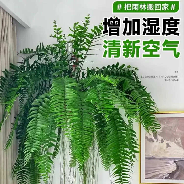 霸王蕨类翠绿生长叶大型蕨类垂吊室内好养绿植盆栽耐阴花欧美居家