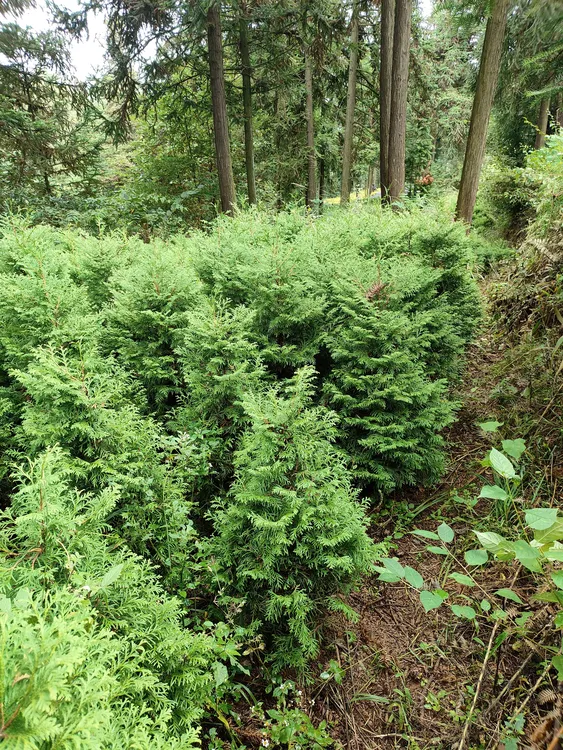 塔形柏树四季常绿塔形孔雀香柏树侧柏扁柏景观植物绿化工程苗木