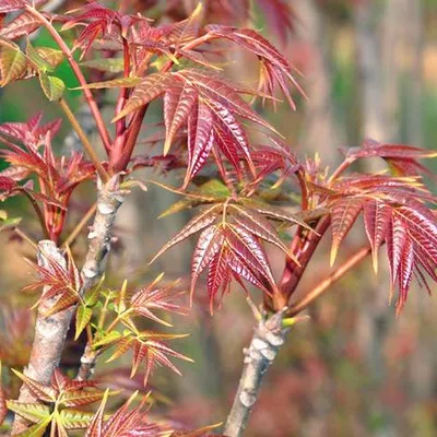 香椿树苗南方北方种植庭院盆栽地栽香椿芽四季树绿油红油香椿树苗
