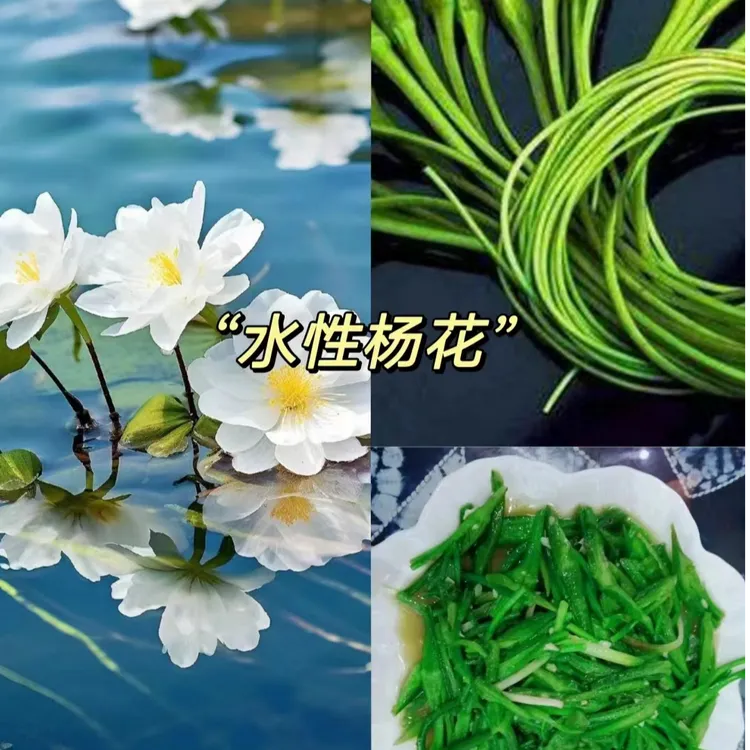 大理海菜花水性杨花菜现摘现发