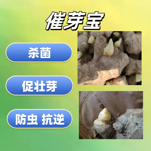 喷种组合  杀菌杀虫  促壮芽 能处理1000-2000姜种