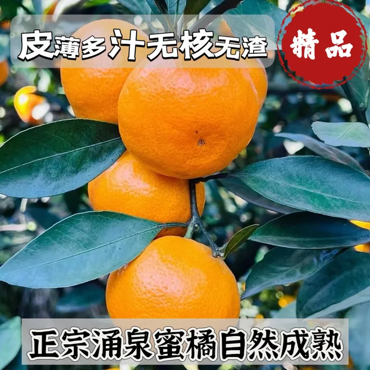 正宗临海涌泉蜜桔新鲜采摘孕妇小孩老人水果薄皮爆汁无核精品小果