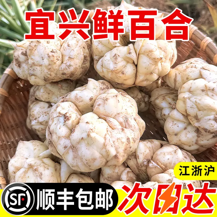 宜兴百合新鲜大百合农家种植口感味苦回甘精选大百合时令农产品
