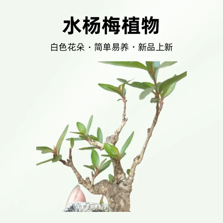 小微景掌中宝水杨梅随机发货图片不代表实物