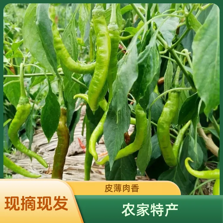 正宗湖南邵阳青椒辣农家特产当季青椒皮薄皮软中辣小辣椒发货