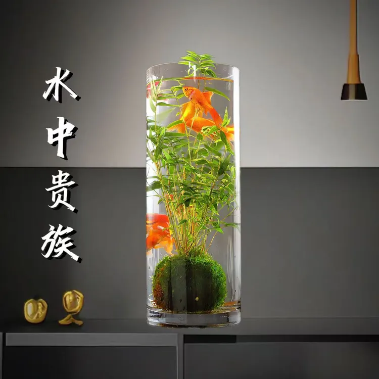 观音竹盆栽米竹禅意竹室内好养绿植花卉盆栽水培