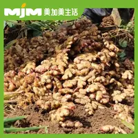 小黄姜250g±10g/份