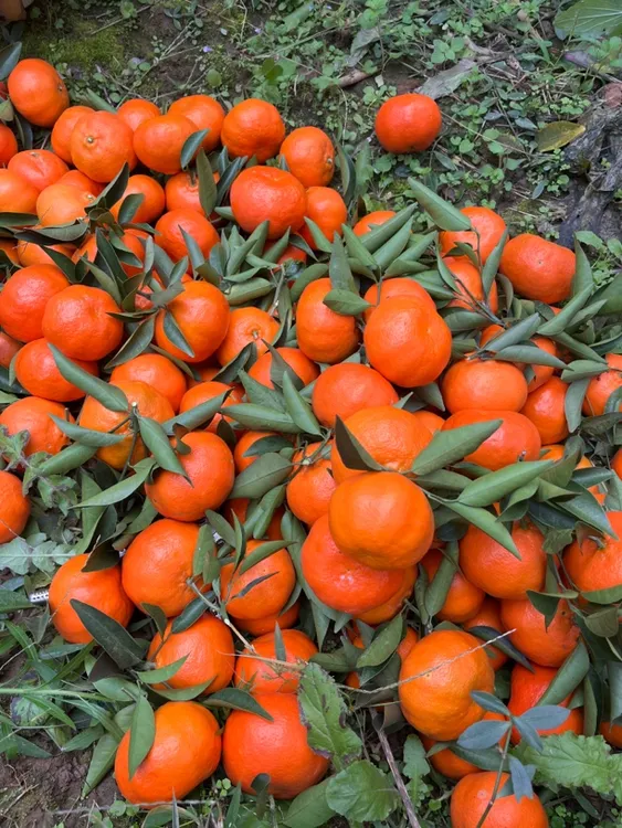 古树川红橘大红袍有籽土红橘四川万县古红橘老记忆红桔川陈皮原料