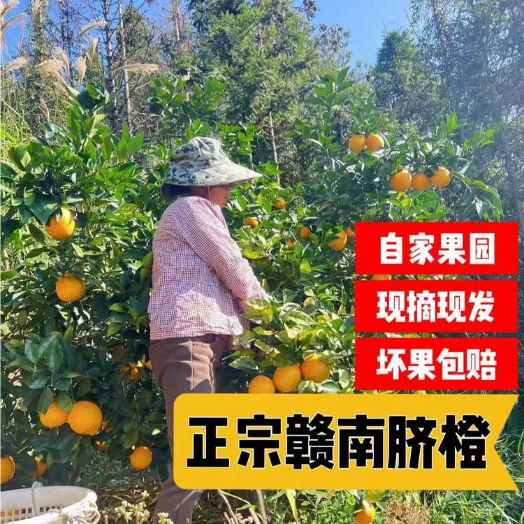正宗赣南脐橙 脐橙原产地现摘现发10斤20斤包邮