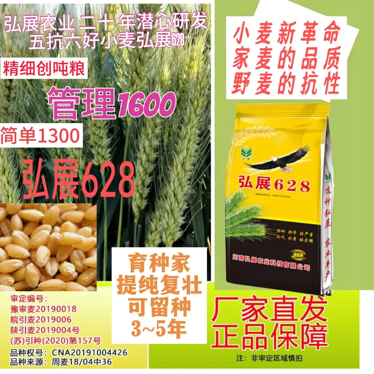 郑麦中信麦烟农弘展628小麦种子分蘖强耐倒春寒抗病抗倒留种小麦