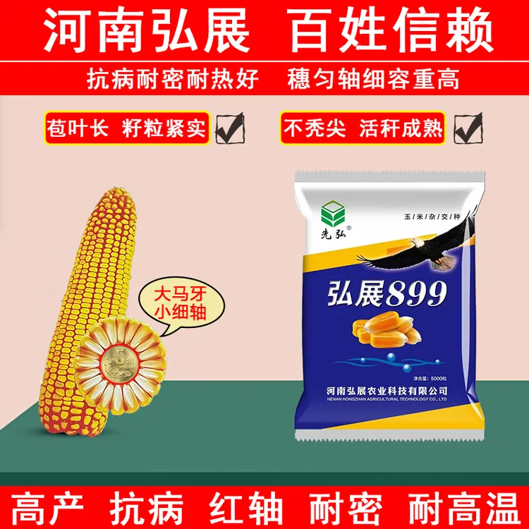 高产玉米包谷种子弘展899抗病耐密耐热子弹头玉米棒子播种宜机收