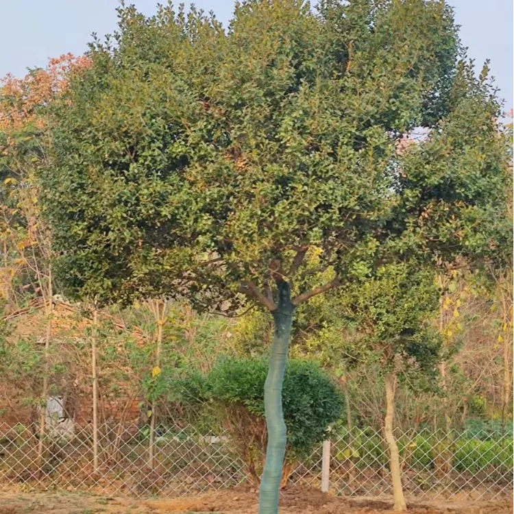 黄杨树独杆小叶瓜子黄杨盆栽庭院地栽造型盆景树桩素材绿化苗