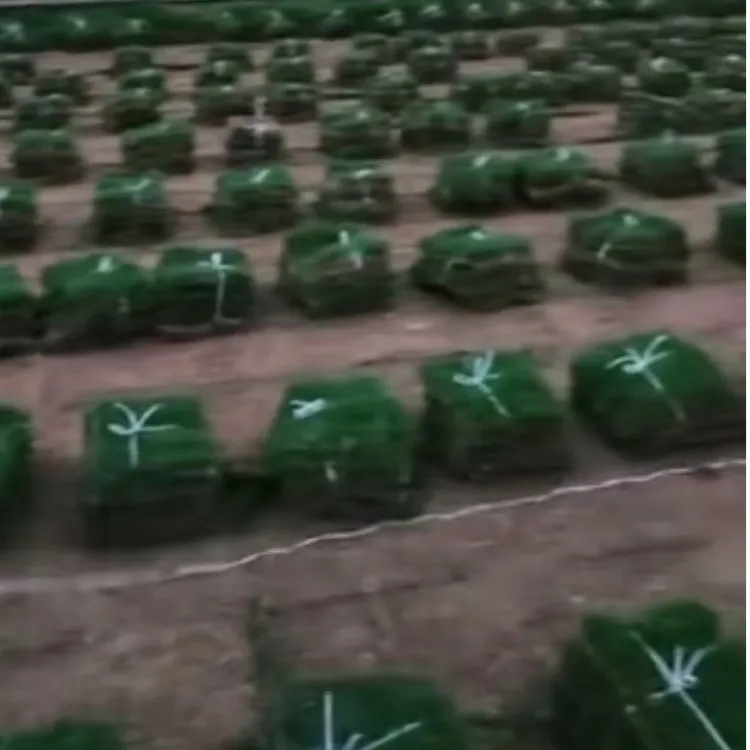 带泥土真草坪草皮马尼拉四季青果岭草别墅庭院绿化造景江浙沪包邮