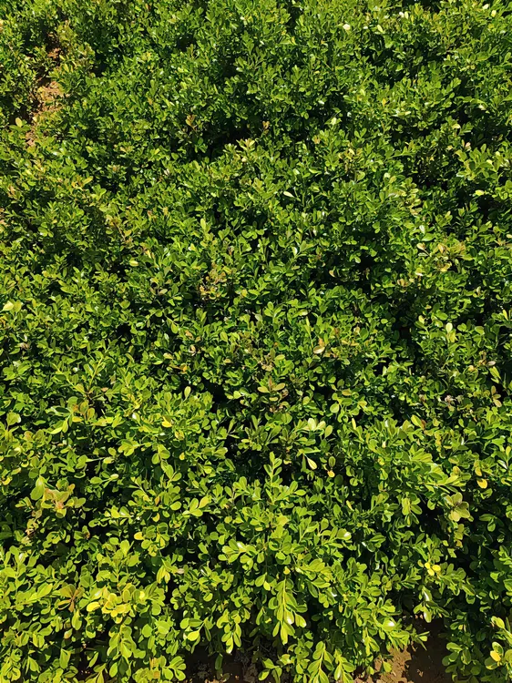 小叶瓜子黄杨户外庭院绿植篱树苗独杆黄杨树苗绿化观赏树苗四季 