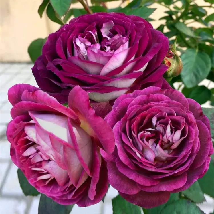 合唱团 月季花苗大花浓香蓝紫色哈德斯菲尔德 四季 盆栽阳台 玫瑰