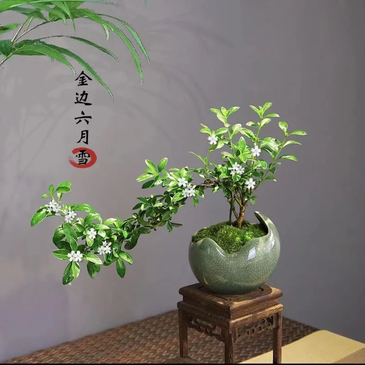 金边六月雪悬崖盆栽造型绿植植物室内老桩禅意盆景桌面办公室花卉