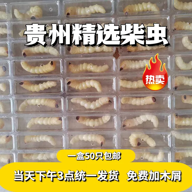 野生小头柴虫画眉壮膘提性饲料鸟食保95%柴虫喂鸟增肥鲜活活虫