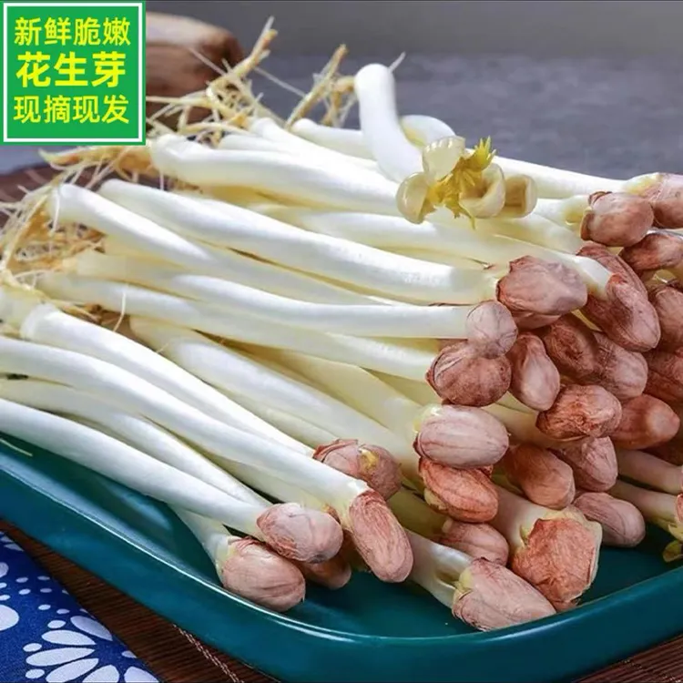 【现采摘】新鲜现采花生芽农家花生苗食用菜苗芽菜嫩香长寿芽脆嫩