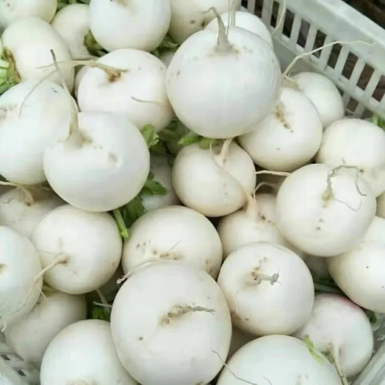 农家自种圆萝卜老品种新鲜现摘现发水分足火锅食材团萝卜顺丰包邮