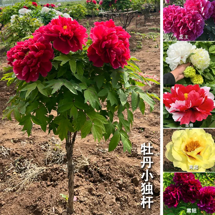 菏泽观赏牡丹花独杆树重瓣花王岛锦黄冠绿幕映玉盆栽地栽牡丹花苗