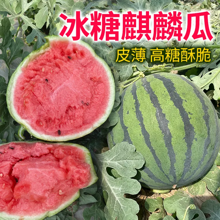 8424麒麟西瓜种子超甜脆优良多汁水果南方种植小庭院西瓜蔬菜种子