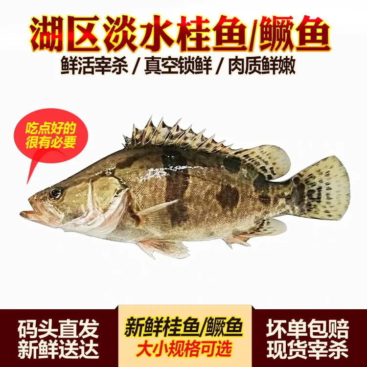 江苏大湖捕获生态鳜鱼桂鱼新鲜活宰杀季花鱼桂花鳌花鱼淡水鱼食用