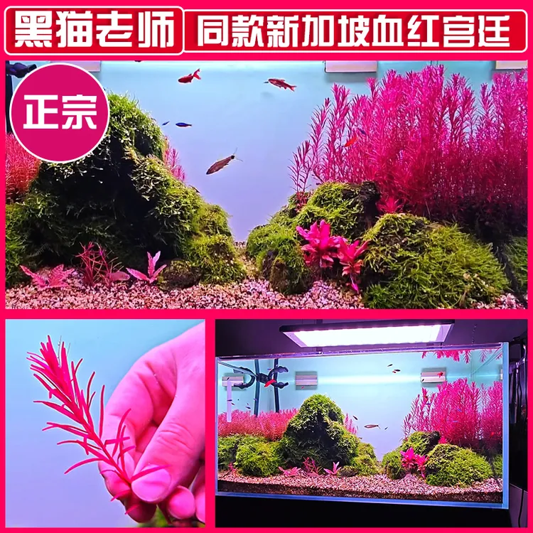 L宫廷新加坡血红丹麦血红趴地血红宫廷宫绿宫廷云端鱼缸水下叶