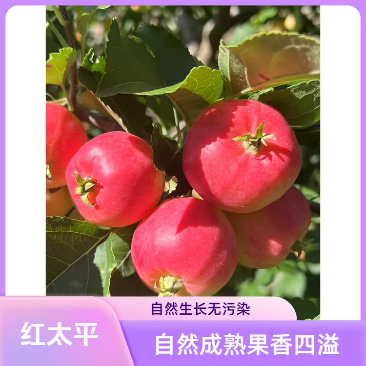东北山地果园海棠果沙果红太平酸甜可口好吃不贵