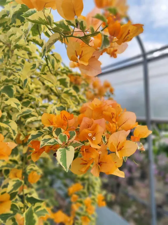 佰梅园三角梅袋苗盆栽花卉品种大全花卉盆栽包对版单棵包邮