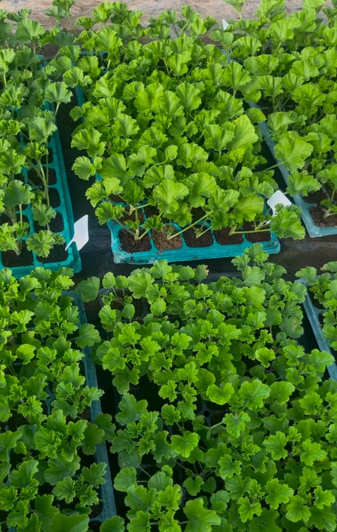 大花天直立天穴盘苗（满20包邮）品种不同苗情大小不一样