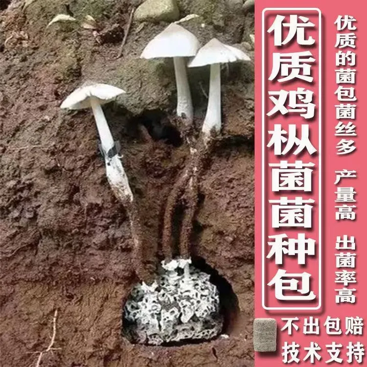 鸡枞菌种子云南特产高产伞把菇荔枝菌三塔菌包人工种植菌种