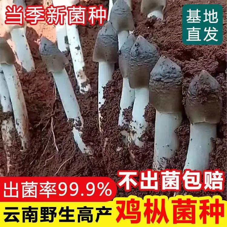 云南原种鸡枞菌菌种人工栽培新鲜蘑菇菌包可室内室外庭院野外种