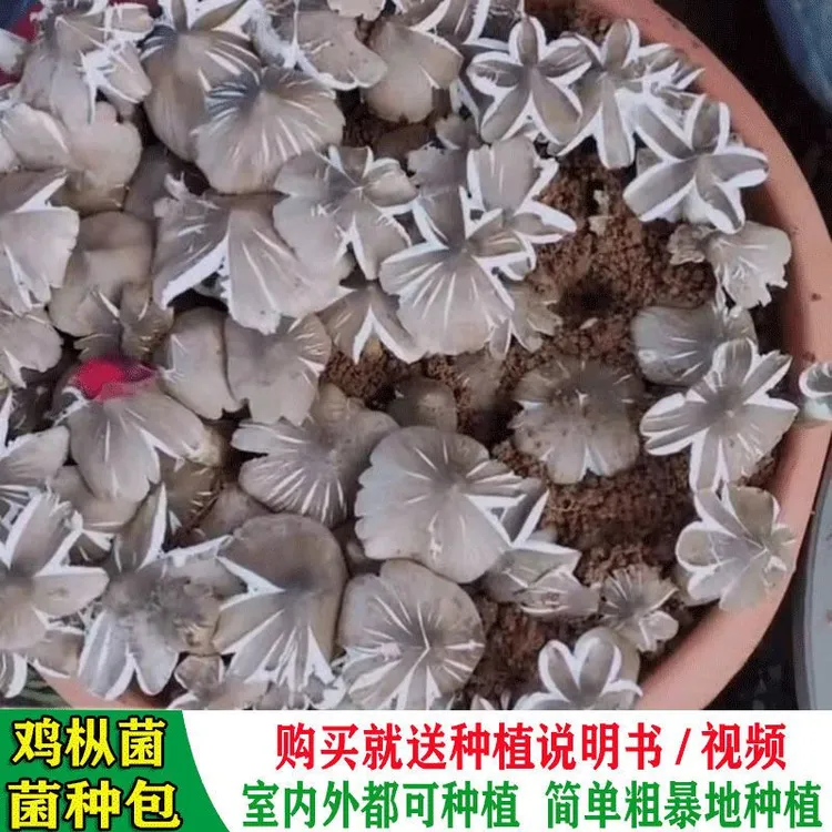 云南野生鸡枞菌菌种新手简单家庭懒人容易种植四季室内外可种