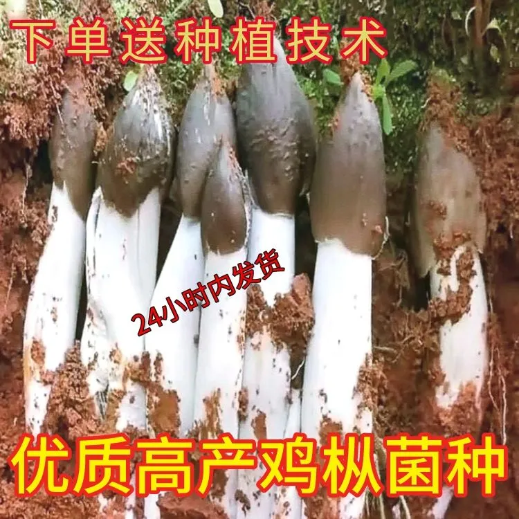 云南超高产鸡枞菌菌种包家种人工种植菌包家庭三塔菌种荔枝菌种包