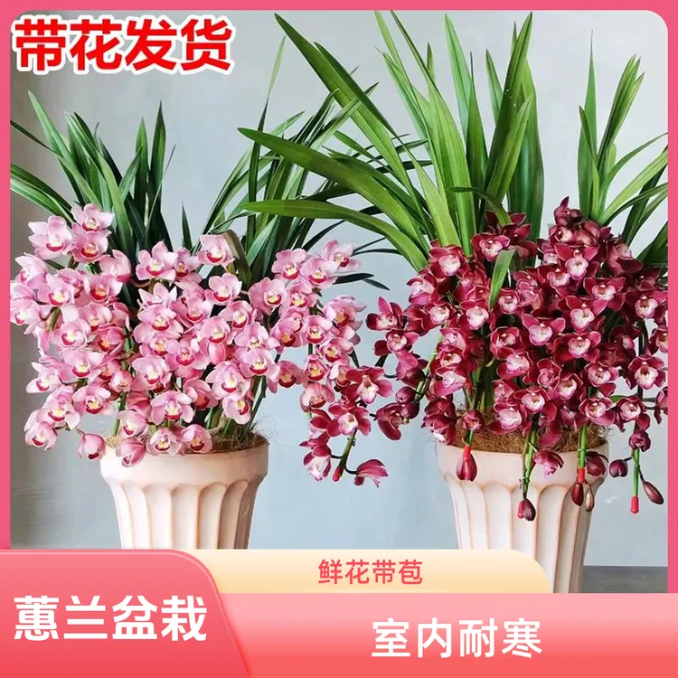大花蕙兰盆栽鲜花冬季兰花带花苞室内客厅好养绿植年宵花卉耐寒