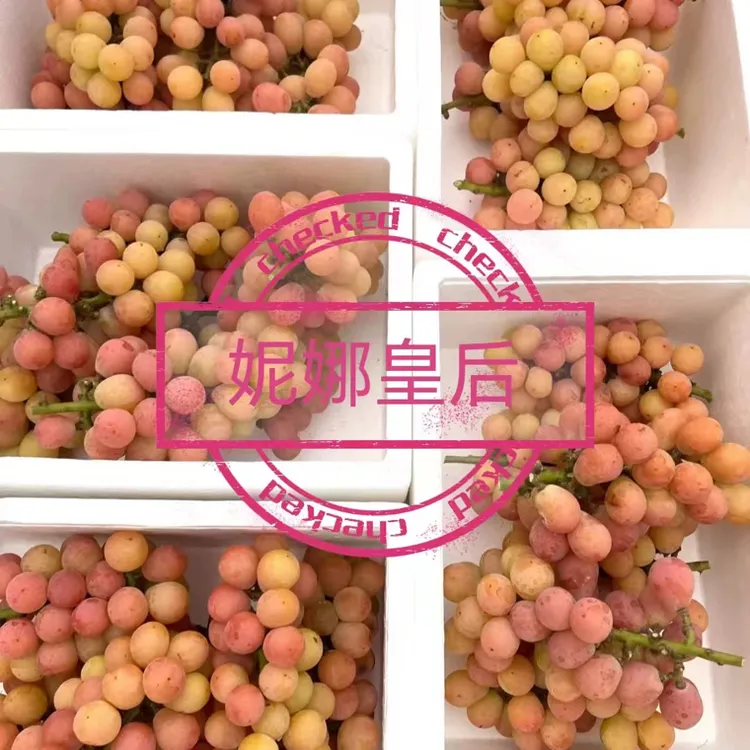 妮娜皇后葡萄新鲜花香酒香现采现发自然长熟孕妇水果绿色有机转换