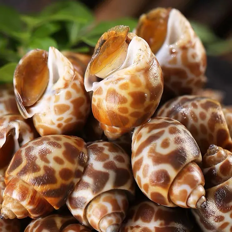 花螺鲜活熟冻特大海螺海鲜超大号东风螺新鲜猫眼螺冷冻凤螺顺丰