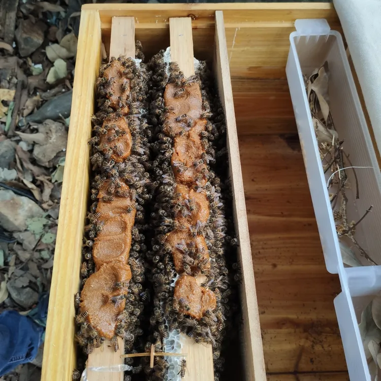 发酵好的花粉浆度夏蜜蜂口粮养蜂饲料中蜂意蜂都能饲喂