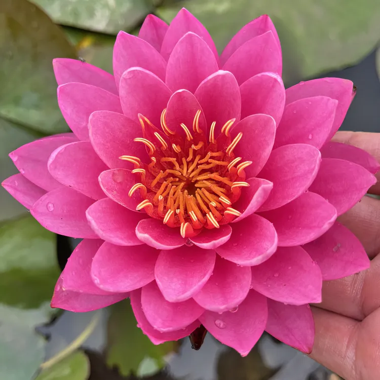 耐寒睡莲根块池塘黄色花水培植物红色美观水莲水培植物开花精美