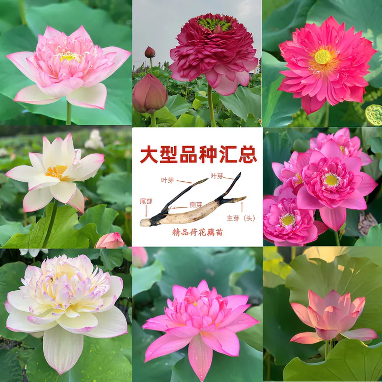 大型盆栽观赏荷花藕种庭院盆栽水培植物开花对版东北内蒙新疆